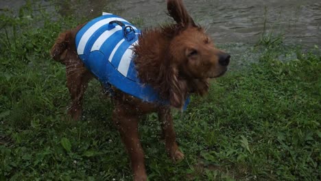 perro en chaleco salvavidas agita el agua después de salir de un río