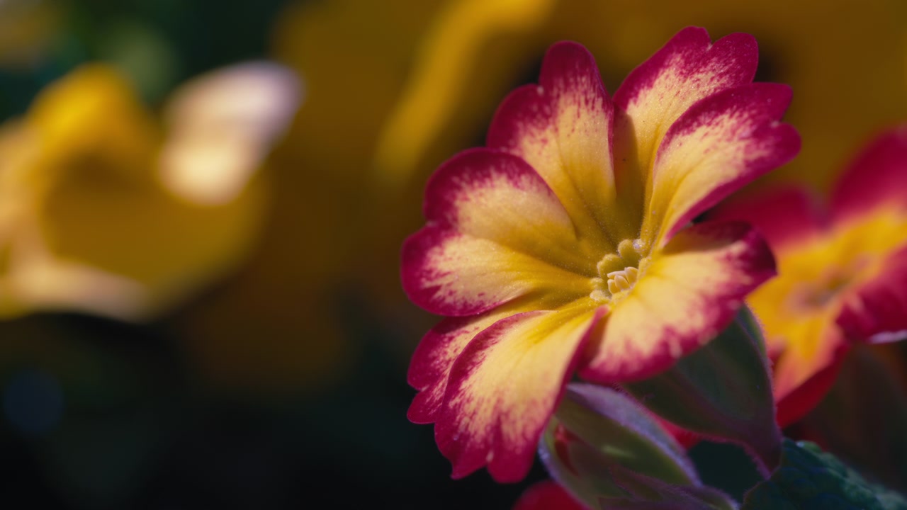Fiore di primula rosso e giallo che cresce in un giardino