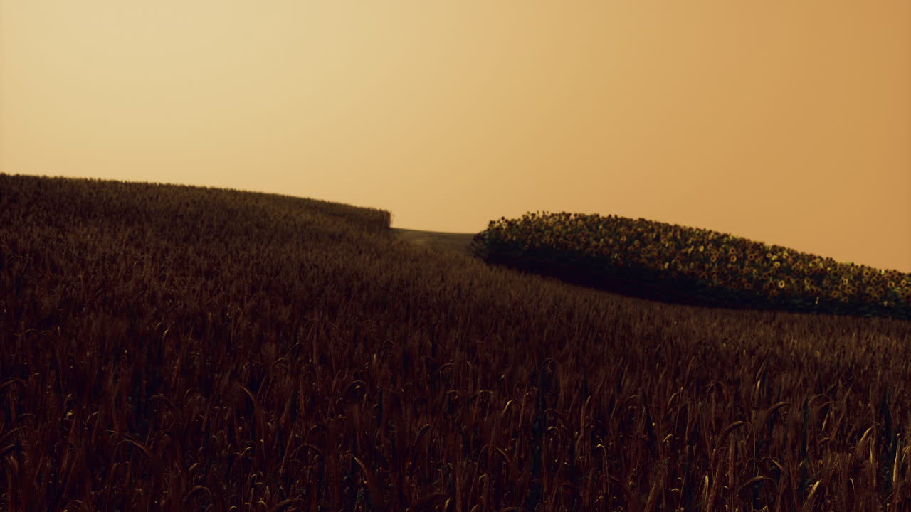 Golden sunset over rolling hills with tall grass and shadows