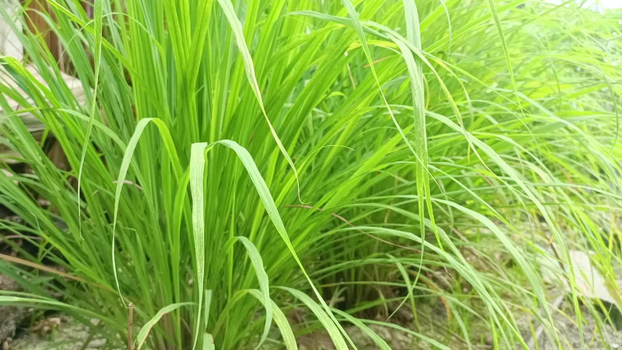 다양한 노란색 장식 잔디 hakonechloa macra aureola