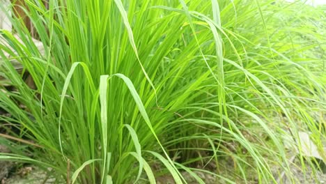 variegated yellow ornamental grass hakonechloa macra aureola 4k