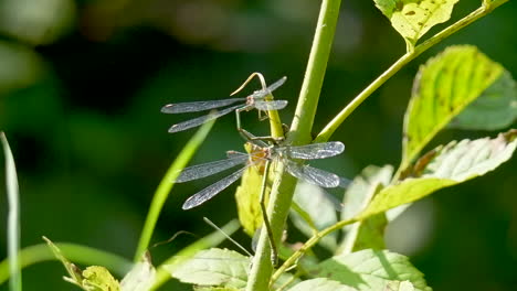 Nahaufnahme-Eines-Aktiven-Damselfly,-Der-An-Einem-Sonnigen-Tag-Den-Stiel-Einer-Grünen-Pflanze-Hinaufklettert