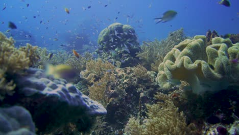 cámara deslizándose lentamente a través de un arrecife de coral saludable en raja ampat