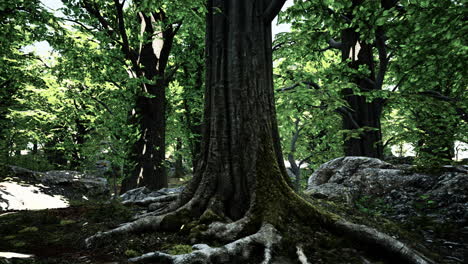 escena de bosque iluminado por el sol con raíces de árboles de musgo y rocas