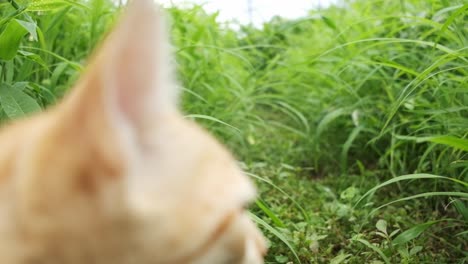 cute marmalade tabby cat passing under camera to look around a grassy path slow motion