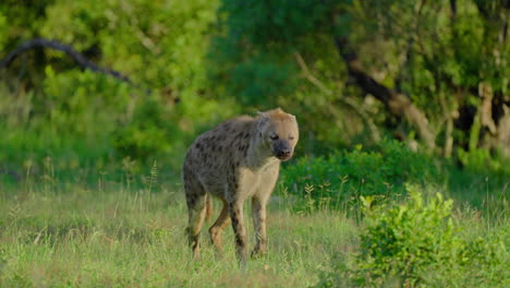 spotted hyena in its natural habitat