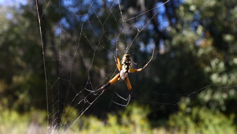 este es un video de una araña de jardín