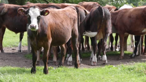 Imágenes-En-Cámara-Lenta-De-Una-Vaca-Marrón-Mirando-A-La-Cámara-Mientras-Otras-Vacas-Marrones-Comen-En-El-Fondo