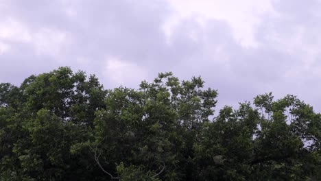 바람에 날리는 나무