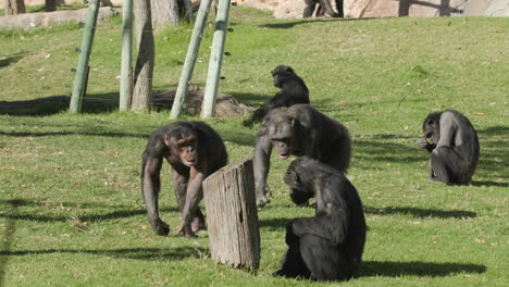 a group of chimpanzees playing in a zoo enclosure