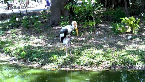 stork observed near pond at khao kheow zoo