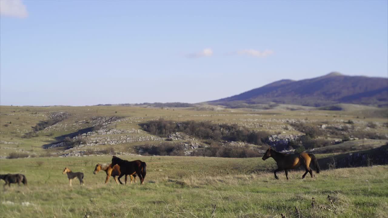 caballo en la pradera