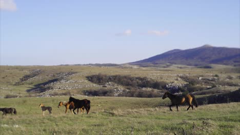 caballos de pastoreo
