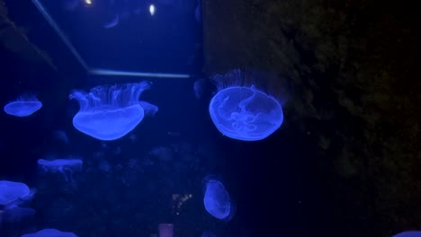 bioluminescent jellyfish drifting in dark blue water at an aquarium in crete greece