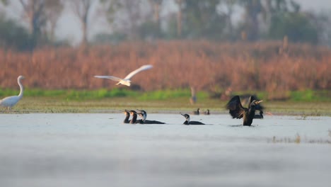 flock of great cormorants in lake