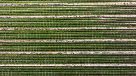 campo de fresas verde vibrante - disparo de avión no tripulado de arriba hacia abajo. tierra de cultivo simétrica. granja