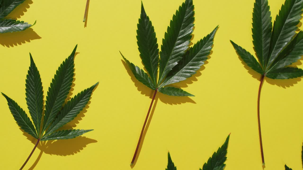 노란색 배경 에 있는 대마초 잎 의 비디오