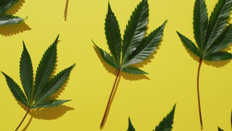 video of marijuana leaves on yellow background