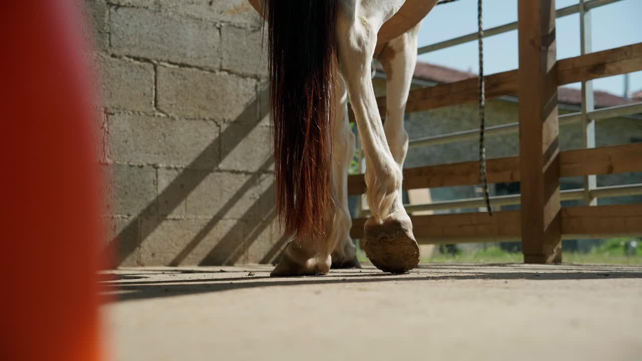 Horse hooves walking slowly on concrete ground next to a fence in a French stable. Low angle shot capturing the movement of the legs