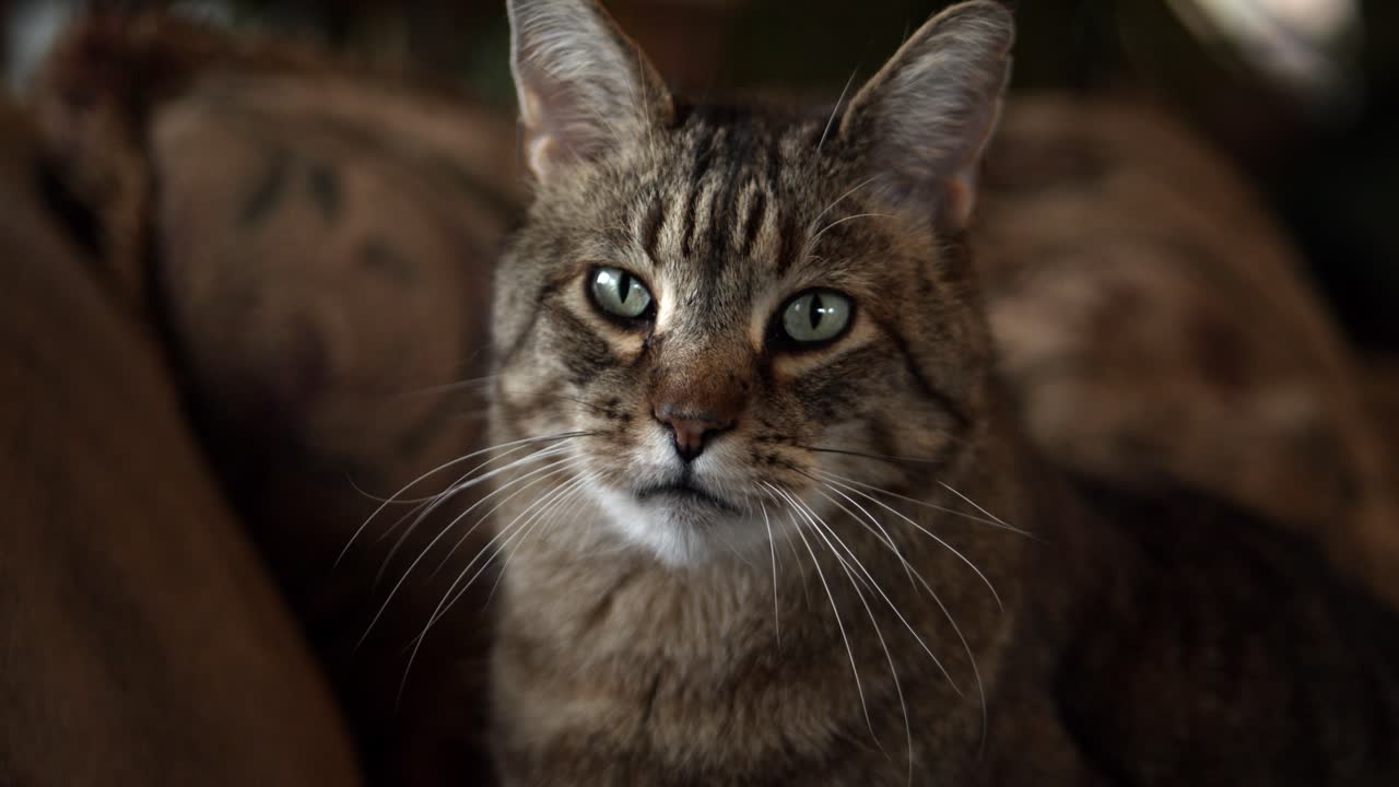 Bel gatto domestico che si rilassa in casa al rallentatore
