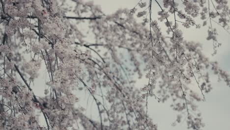 las flores blancas de cerezo sakura en primavera en el fondo del cielo bokeh
