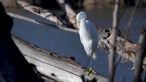 A-Snowy-Egret-perched-on-a-branch-overlooking-the-water