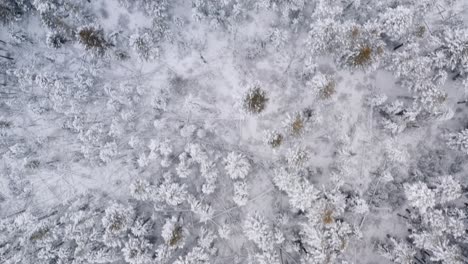 B-Roll-drone-top-down-aerial-view-of-snowy-forest-with-mature-pine-trees-covered-in-snow