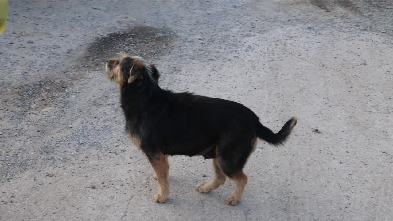 개 는 인간 과 흥분 하여 가져오기 를 놀고 있다