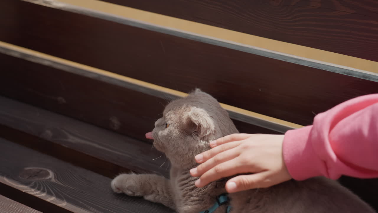 Tender Child Brushes Calm Gray Feline Attentively, Young Child Softly Pets Tranquil Gray Cat On Park Bench, Young Child Lovingly Caresses Peaceful Grey Cat Sitting Calmly On Wooden Park Seat