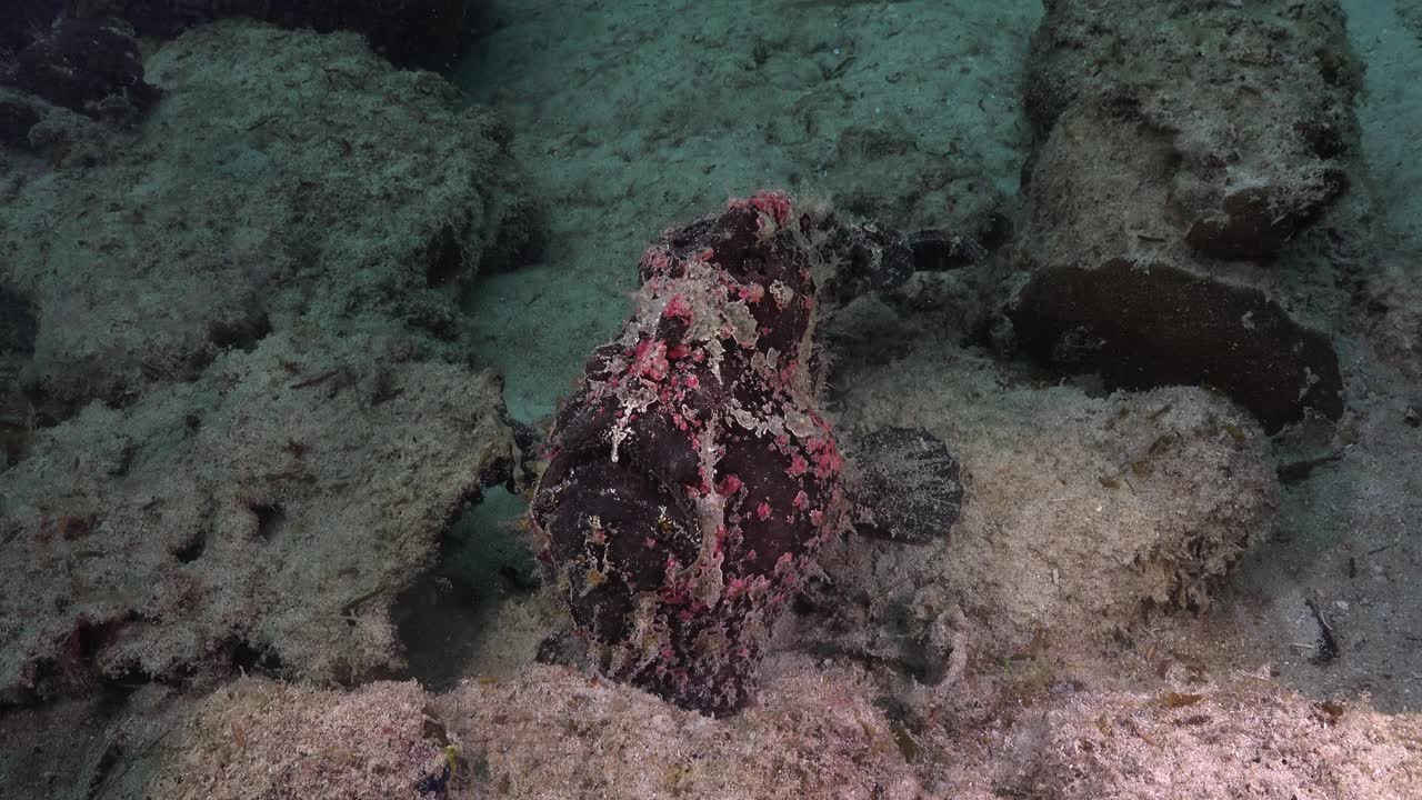 pez sapo gigante sentado en la arena