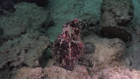 giant-frogfish-sitting-on-sand