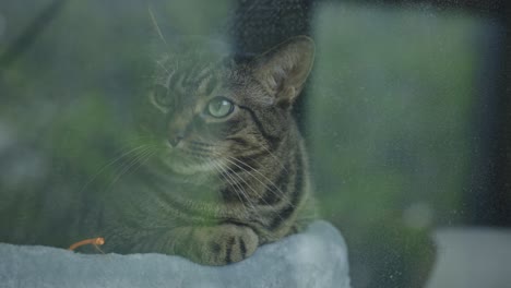 portrait of a domestic tabby cat lying down on its bed