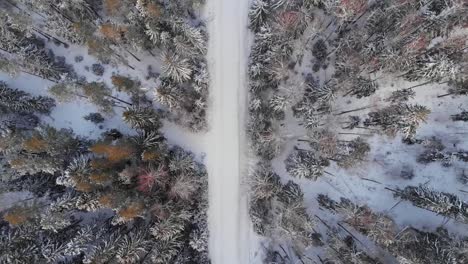 winter in latvia  snow_tree_winter_coldwinter_beautifulwinter_droneshots