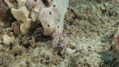 Two-Nudibranch-sea-creatures-slowly-move-along-a-coral-reef-structure