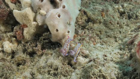 dos criaturas marinas nudibranquias se mueven lentamente a lo largo de una estructura de arrecife de coral
