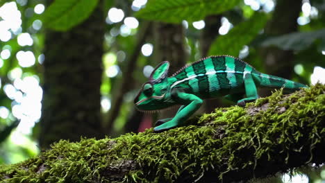 colorful chameleon in a lush tropical forest