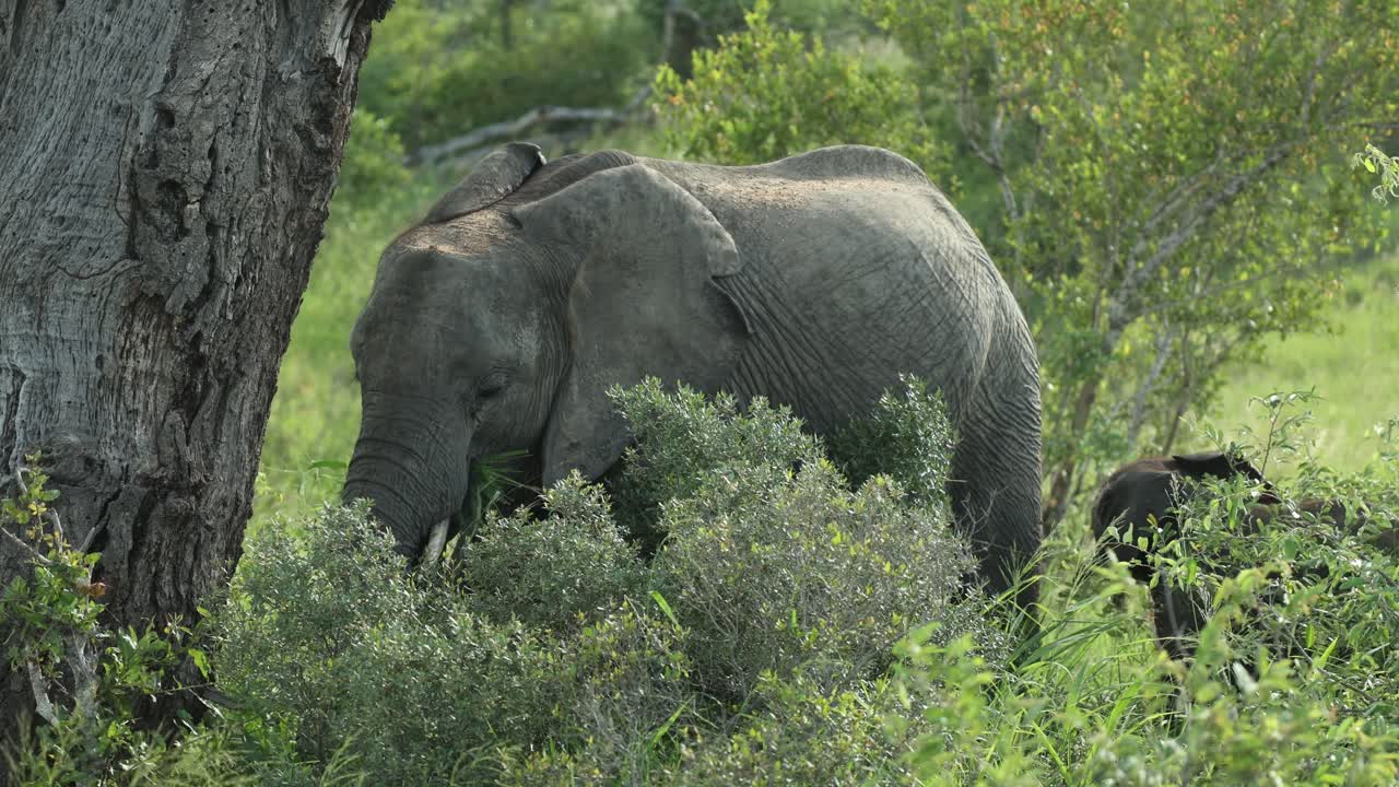 A African elephant cow and her calf are feeding behind some shrubs, Greater Kruger.