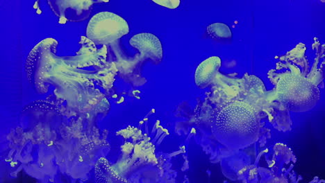 jellyfish - phyllorhiza punctata - at kamon aquarium, japan