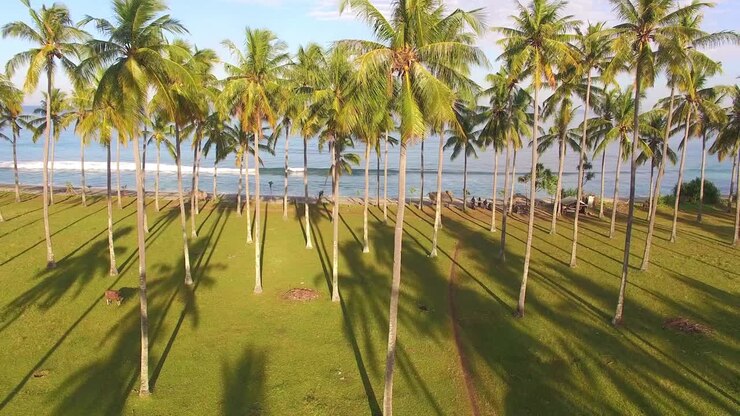 Ascension au-dessus des palmiers et de la plage
