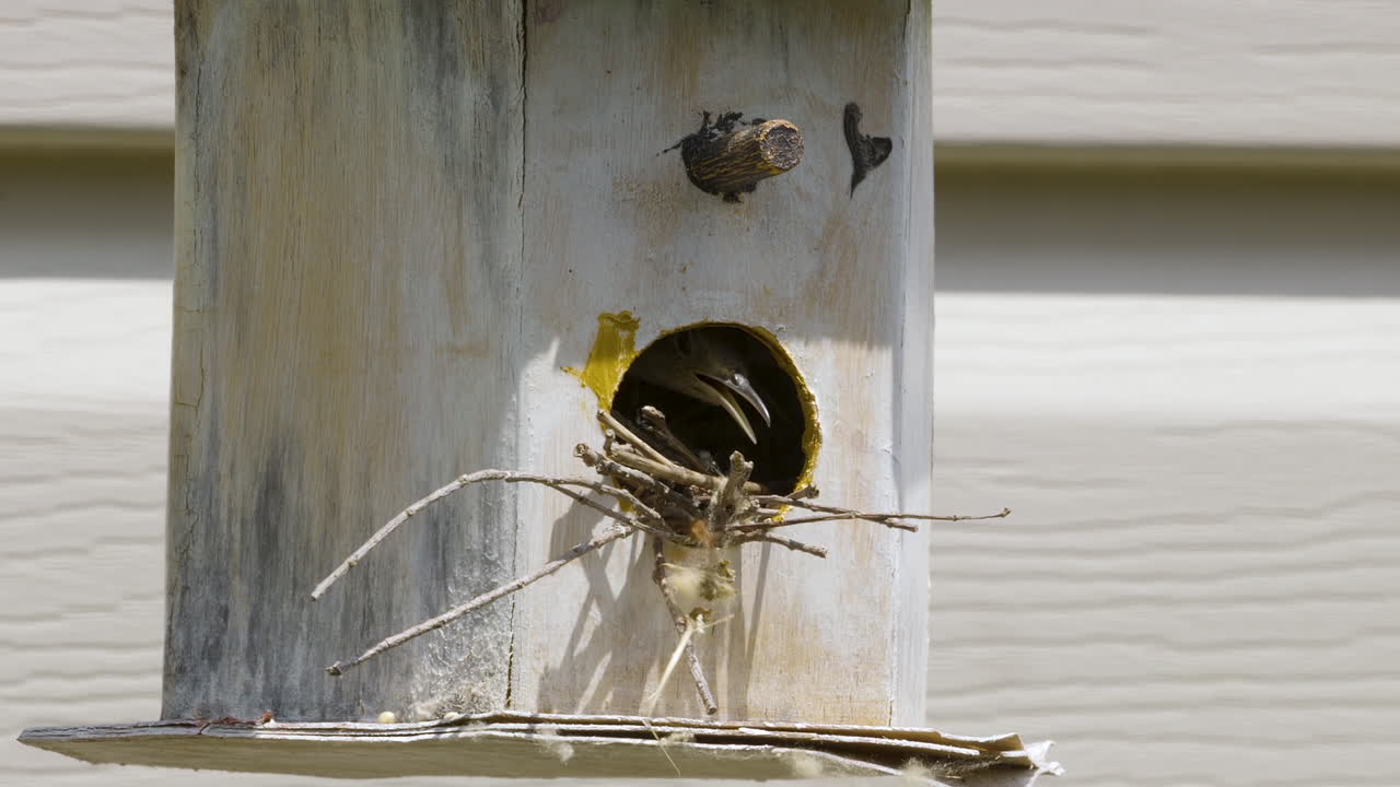 reinita de swainson escondida en una antigua pajarera
