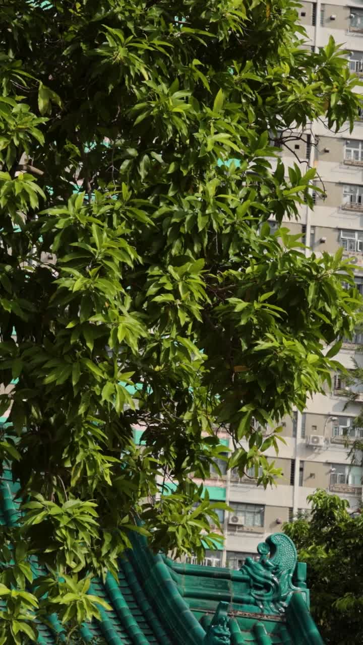 Trees and buildings in Hong Kong cityscape