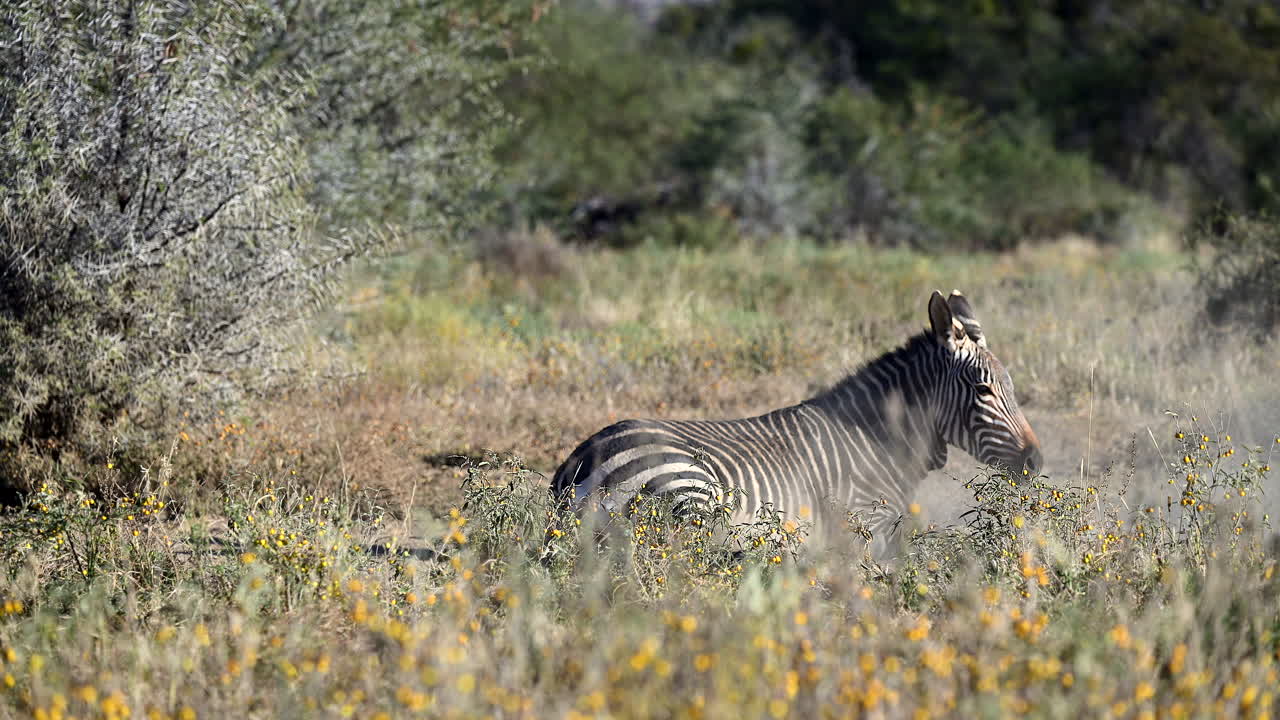 Zebra di montagna del Capo che si rotola nella sabbia, si alza e guarda la macchina fotografica, Parco Nazionale Mountain Zebra.