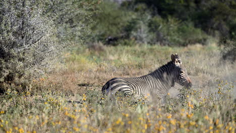 cape mountain zebra rolling in the sand, standing up and looking at camera, mountain zebra n