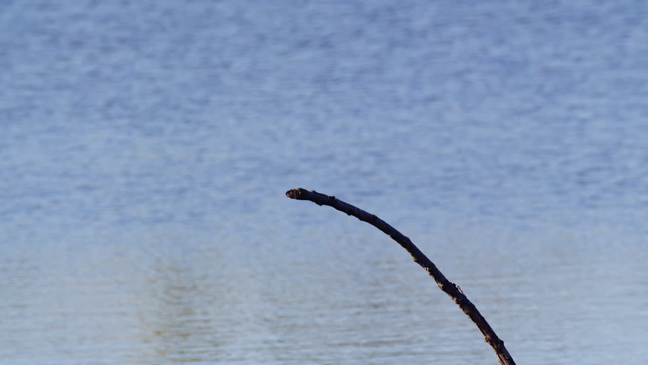 Mating-season flight of purple martins, shown in elegant slow motion.