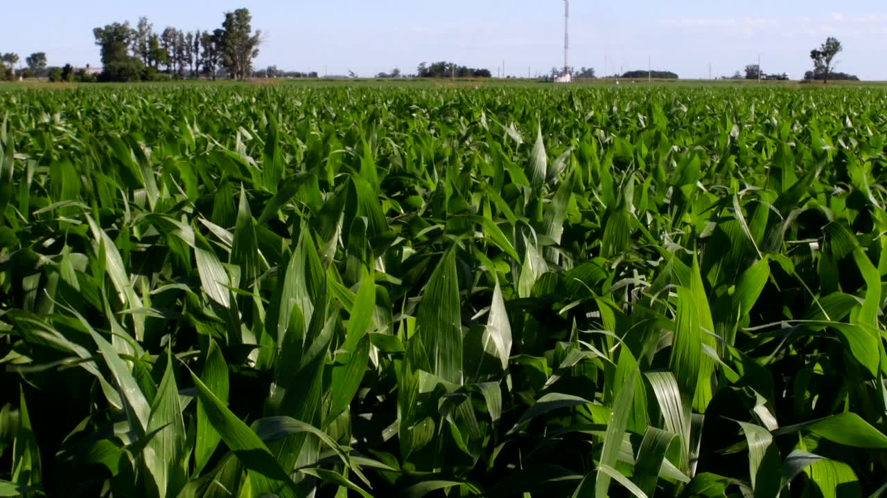 vista de un campo de maíz con arboledas y tráfico en una ruta distante en la provincia rural de santa fe, argentina