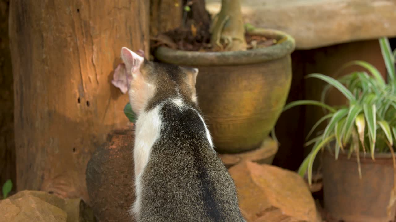 Um gato malhado cinza e branco senta-se entre vasos de plantas sob luz natural suave.