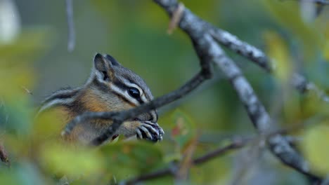 ardilla listada en un árbol comiendo baya tiro apretado