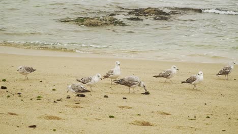 Grupo-De-Gaviotas-Descansando-En-La-Playa-De-Angeiras-En-Lavra,-Porto,-Portugal