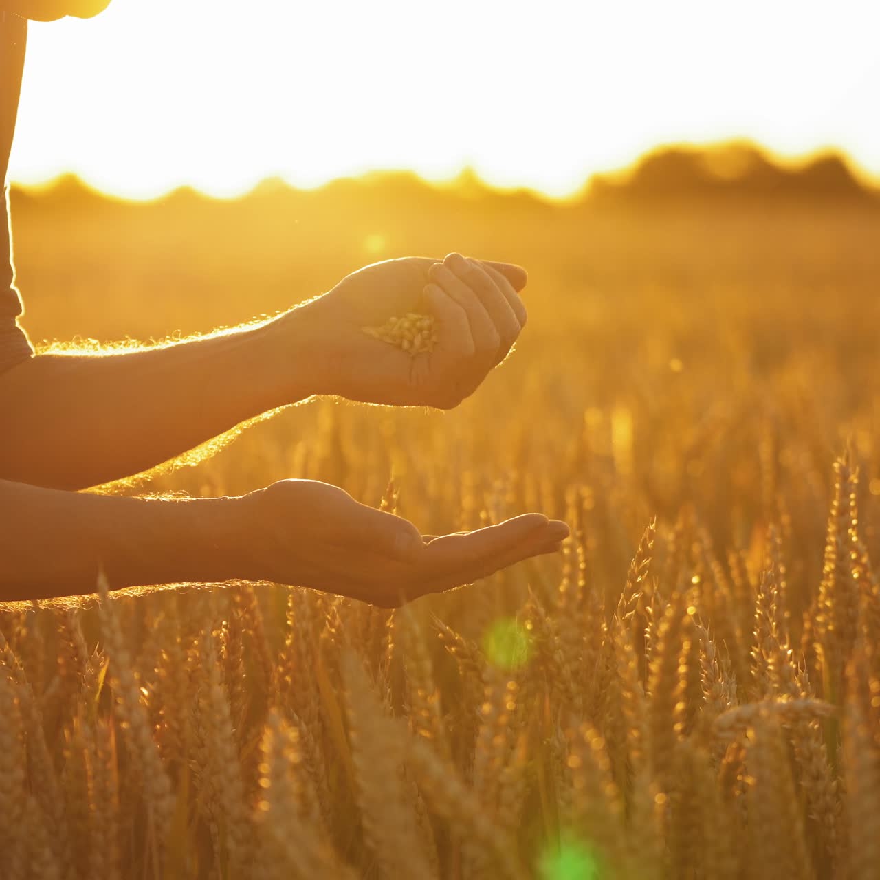 Grains in farmer's hands. Businessman evaluates the quality of grain. Wheat in the hands of farmer in the beautiful rays of the sunset. Agriculture. Close-up.