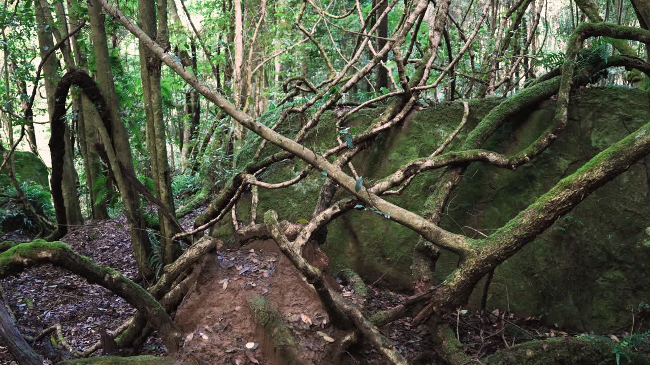 Exotic Jungle Of Blue Mountains National Park In New South Wales, Australia. Tracking Shot